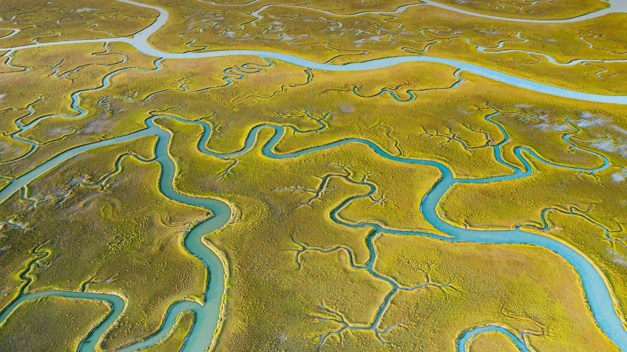 Aerial view of tidal channels in marshland of the Mockhorn Island State Wildlife Management Area, Virginia (© Shane Gross/Minden Pictures) desktop wallpaper
