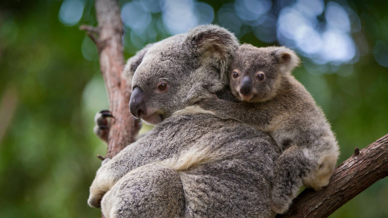 Koala mother and 8-month-old joey, Queensland, Australia (© Suzi Eszterhas/Minden Pictures) desktop wallpaper