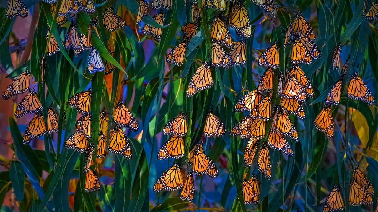 Monarch butterflies at Pismo Beach, California (© Mimi Ditchie/Getty Images) desktop wallpaper