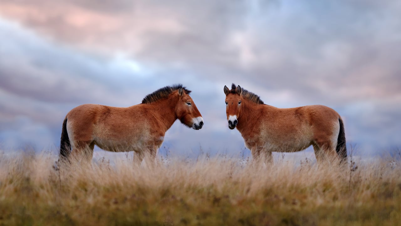 Przewalski-Pferde, Nationalpark Chustain Nuruu, Mongolei (© Ondrej Prosicky/Shutterstock) desktop wallpaper