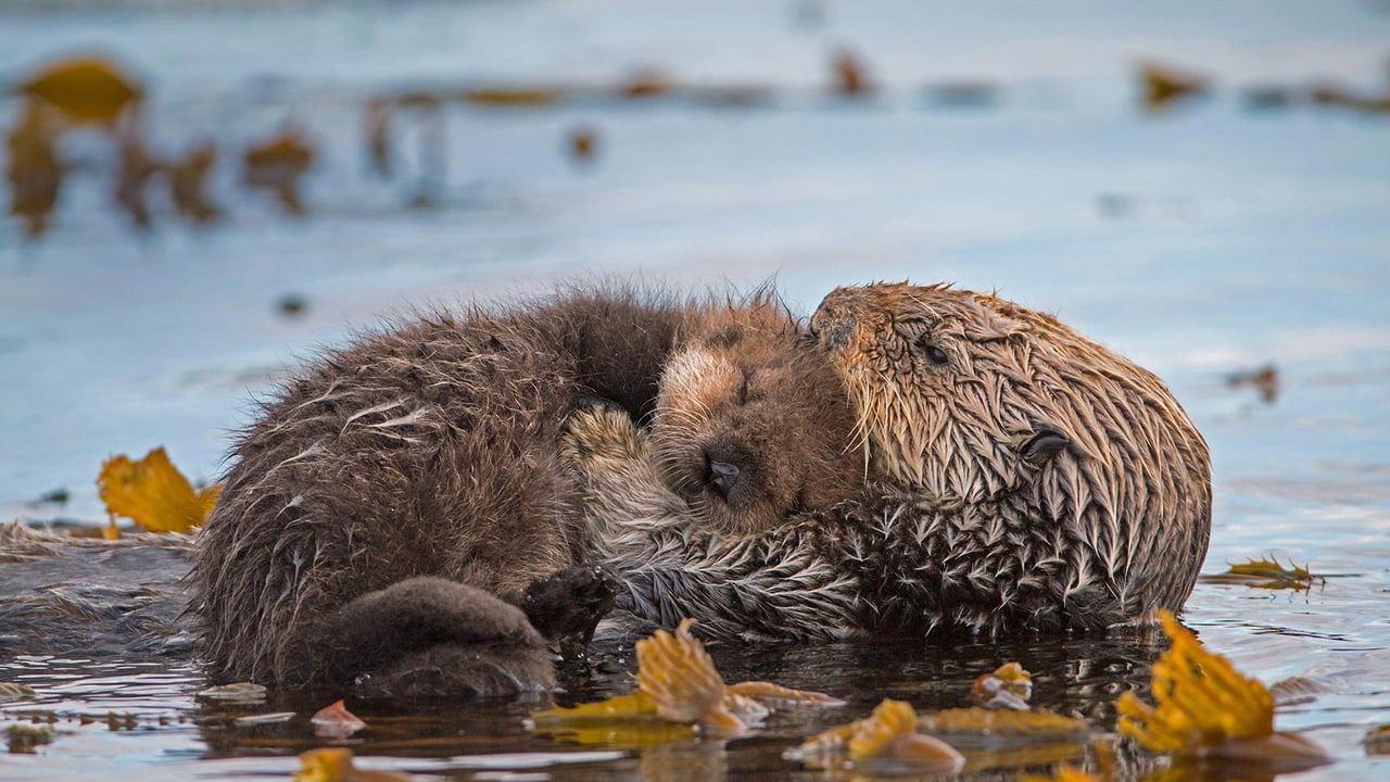 Sea otter mother and newborn pup in Monterey Bay, California (© Suzi Eszterhas/Minden Pictures) desktop wallpaper