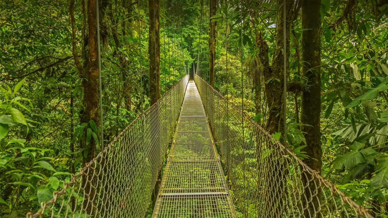 Hanging bridge in the Monteverde Cloud Forest Reserve, Costa Rica (© Dmitriy Burlakov/Getty Images) desktop wallpaper