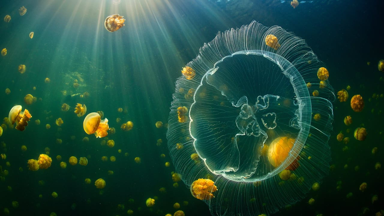 Moon jelly and golden jellyfish, Raja Ampat, West Papua, Indonesia (© Alex Mustard/Minden Pictures) desktop wallpaper
