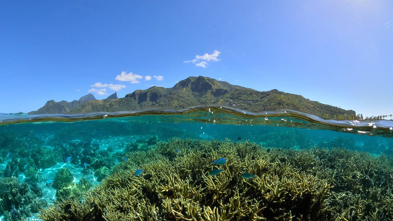 Corals and the lagoon of Mo'orea in French Polynesia (© bru_greg/Getty Images) desktop wallpaper
