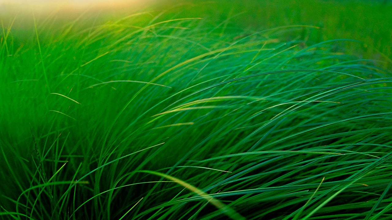 「スゲの草むら」米国ミネソタ州, ムース・レイク (© Jim Brandenburg/Minden Pictures) desktop wallpaper