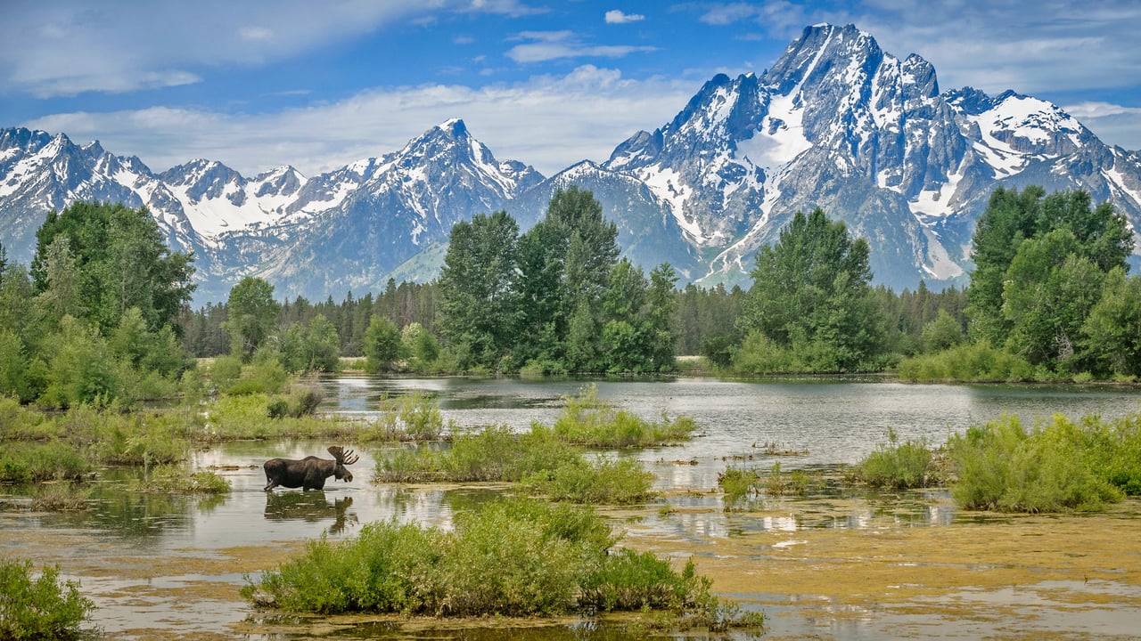 Moose crossing a pond below Mount Moran, Grand Teton National Park, Wyoming (© Jim Stamates/Minden Pictures) desktop wallpaper