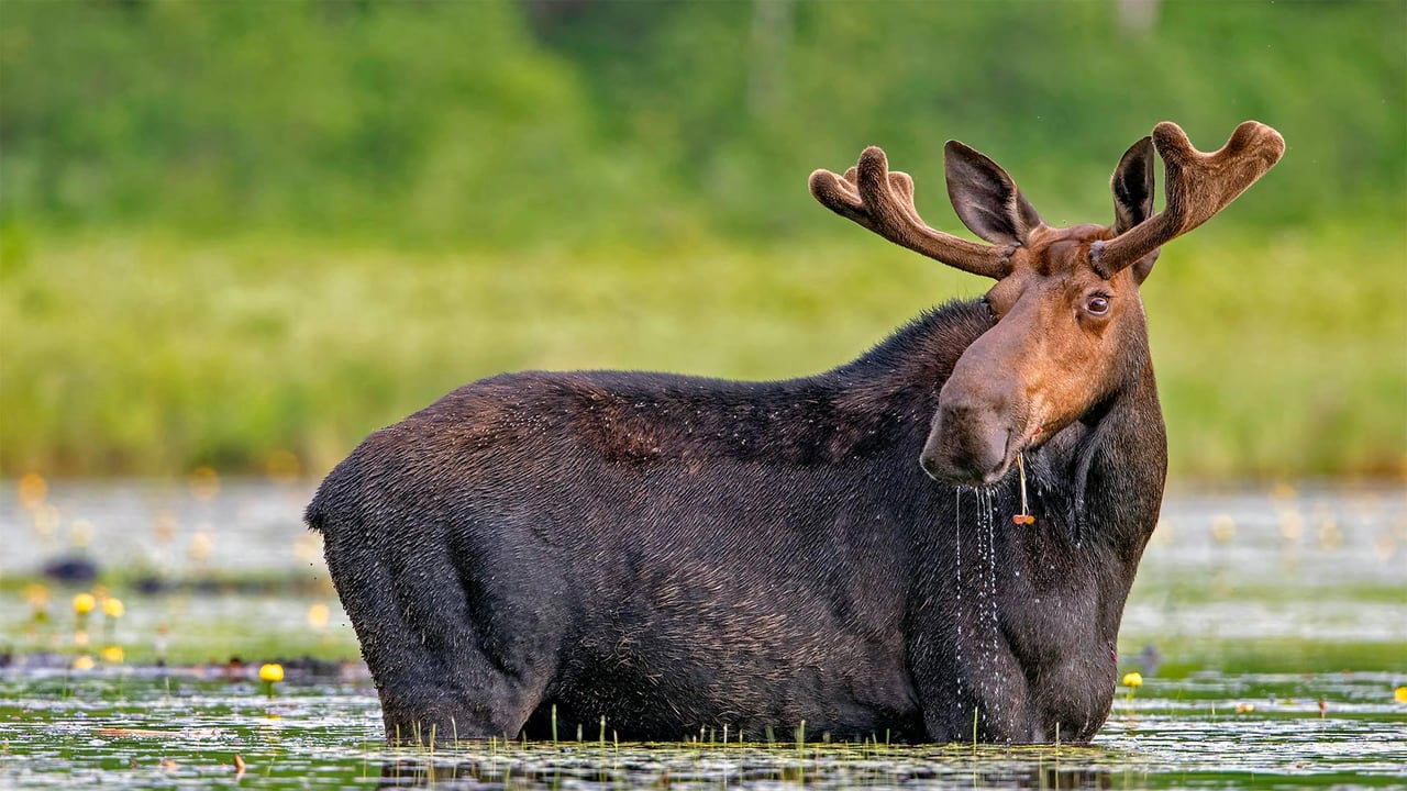 Moose snacking on water lilies in Millinocket, Maine (© Scott Suriano/Getty Images) desktop wallpaper