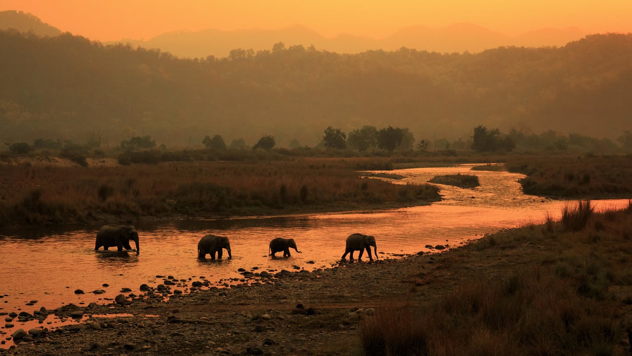 Elephants in Jim Corbett National Park, India (© ABHILASH VISWA PICASSO/Shutterstock) desktop wallpaper
