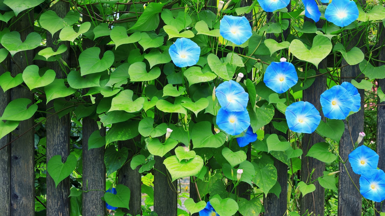 早朝に開花する美しいアサガオ (© borchee/Getty Images) desktop wallpaper