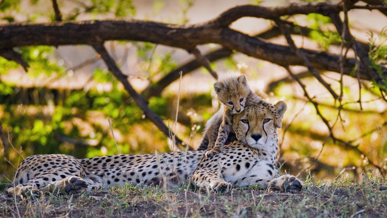 Mother cheetah and her cub in the Masai Mara National Reserve, Kenya (© gudkovandrey/Adobe Stock) desktop wallpaper