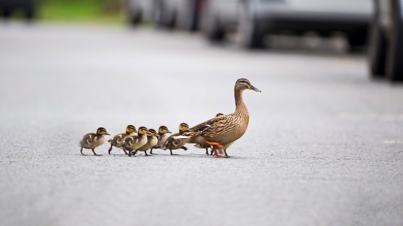 Mallard, Anas platyrhynchos, mother leading ducklings across road, Arundel, Sussex (© David Tipling/Universal Images Group via Getty Images) desktop wallpaper