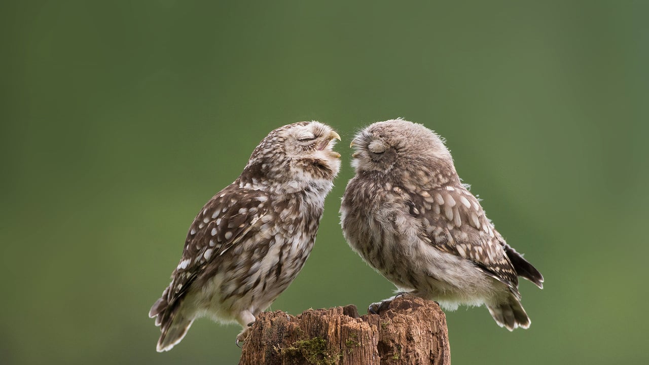 Une maman chouette houspille son petit qui s’éveille (© Cavan Images/Media Drum World/Laura Dyer) desktop wallpaper