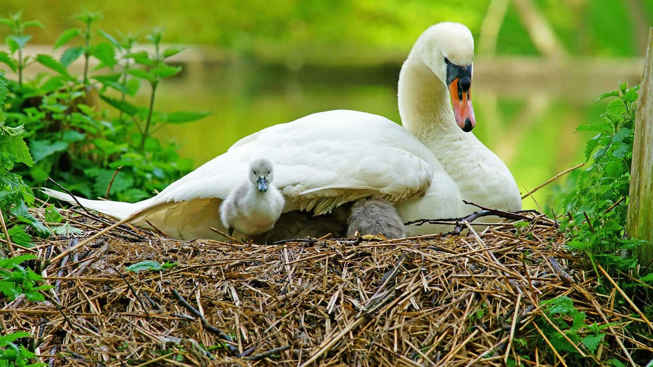 Swan and her cygnets on a nest in Stroud, Gloucestershire (© PJ photography/Shutterstock) desktop wallpaper