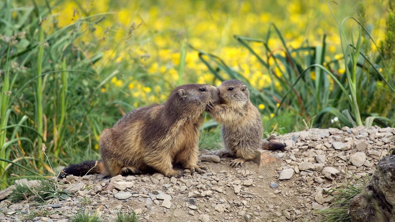 Une marmotte et son petit à l’occasion de la fête des Mères en France (© AGB Photo Library/age footstock) desktop wallpaper