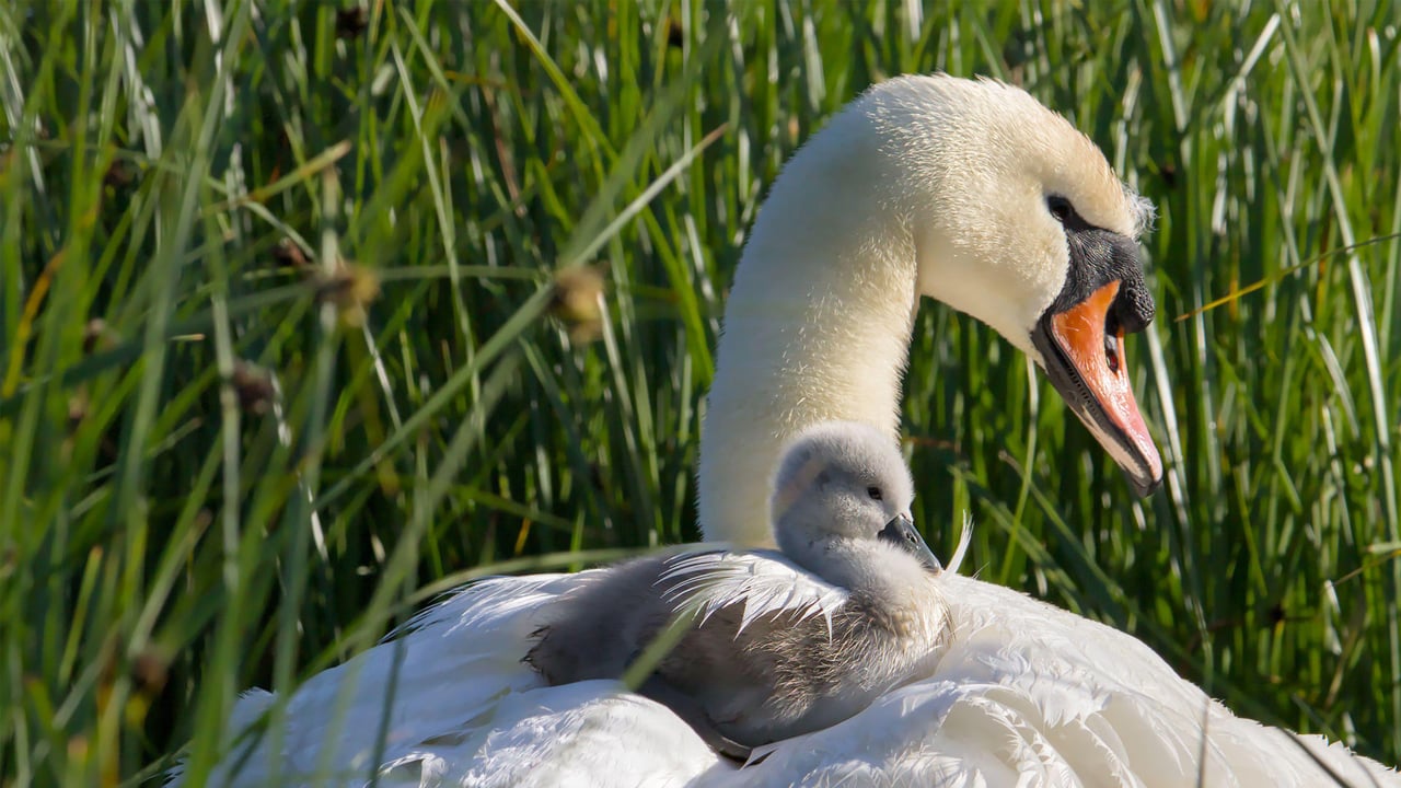 Mute swan mother and cygnet, Stanpit Marsh, England (© LecartPhotos/Alamy Stock Photo) desktop wallpaper