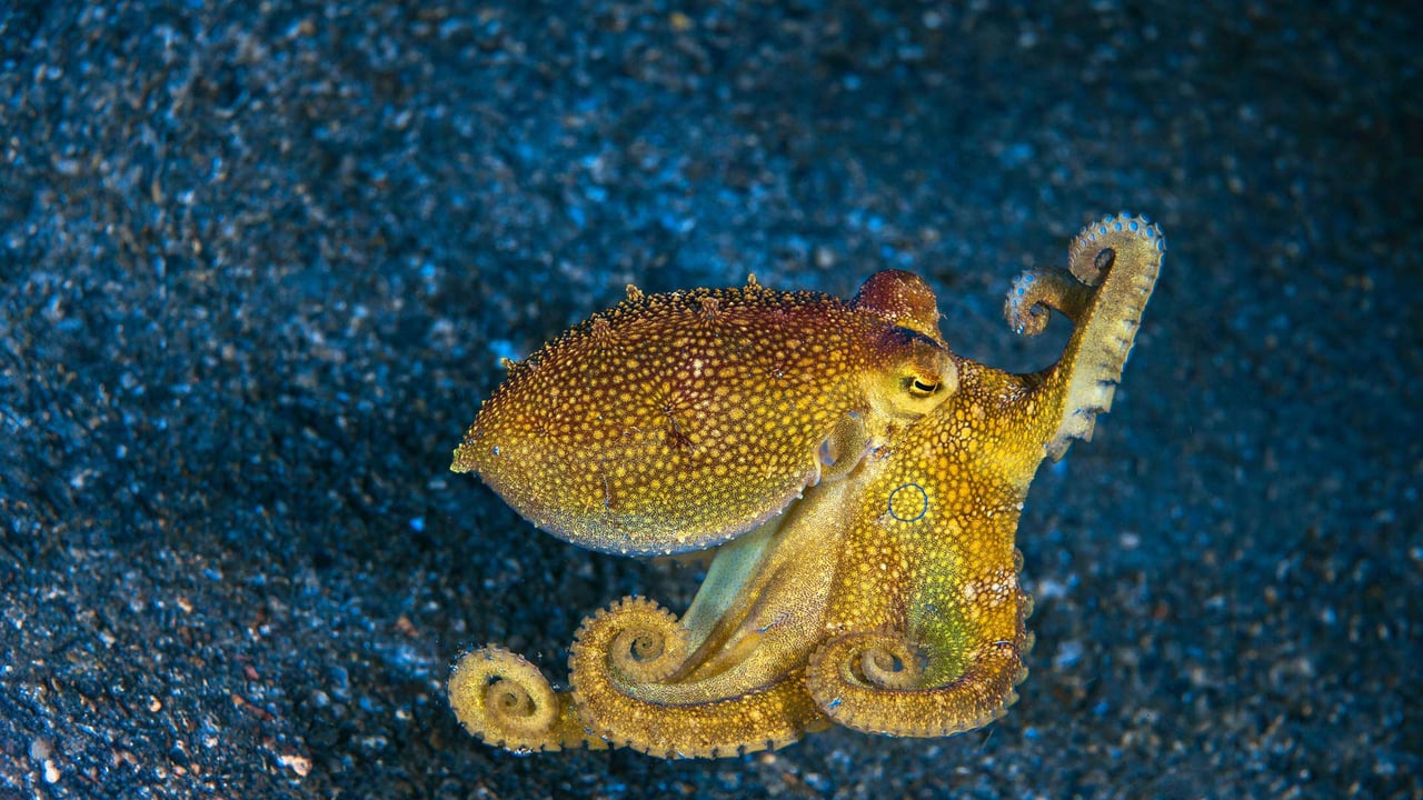 Mototi octopus, Lembeh Strait, Indonesia (© Howard Chew/Alamy) desktop wallpaper
