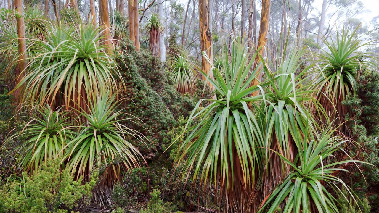 Tasmanian snow gum and pandani plants near Lake Dobson, Mount Field National Park, Tasmania, Australia (© Whitworth Images/Getty Images) desktop wallpaper