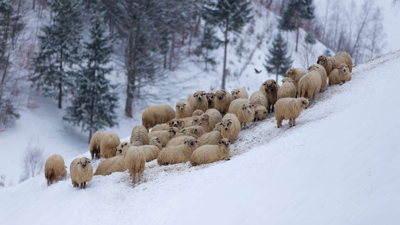 Flock of sheep in the mountains, during winter (© cta88/iStock/Getty Images Plus) desktop wallpaper