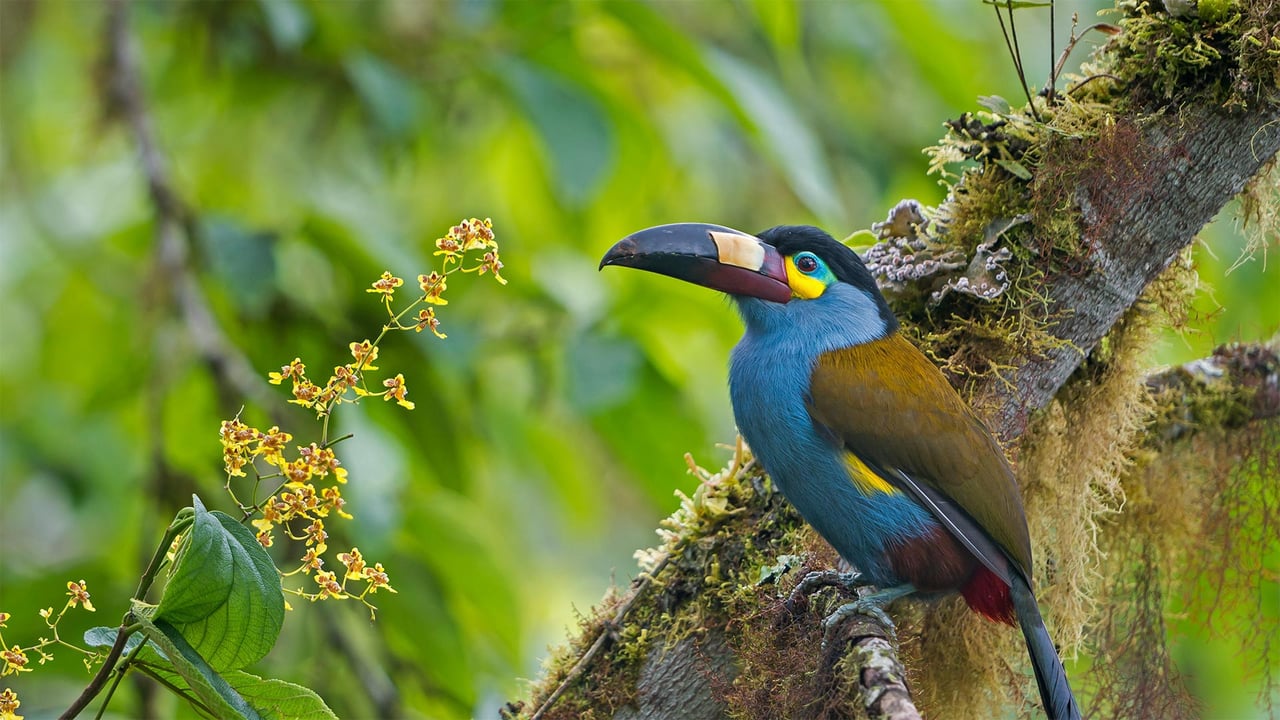 Plate-billed mountain toucan in Bellavista Cloud Forest Reserve, Ecuador (© Tui De Roy/Minden Pictures) desktop wallpaper