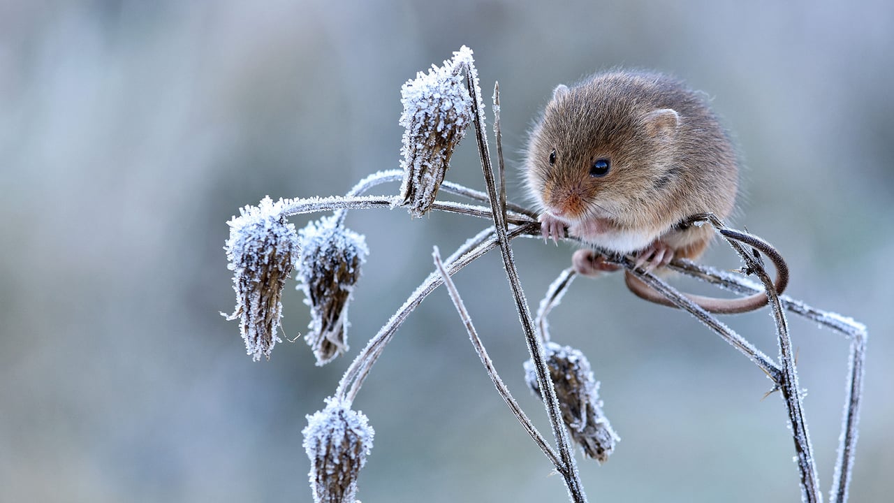 「カヤネズミ」イギリス, ハートフォードシャー (© Andy Sands/Minden Pictures) desktop wallpaper