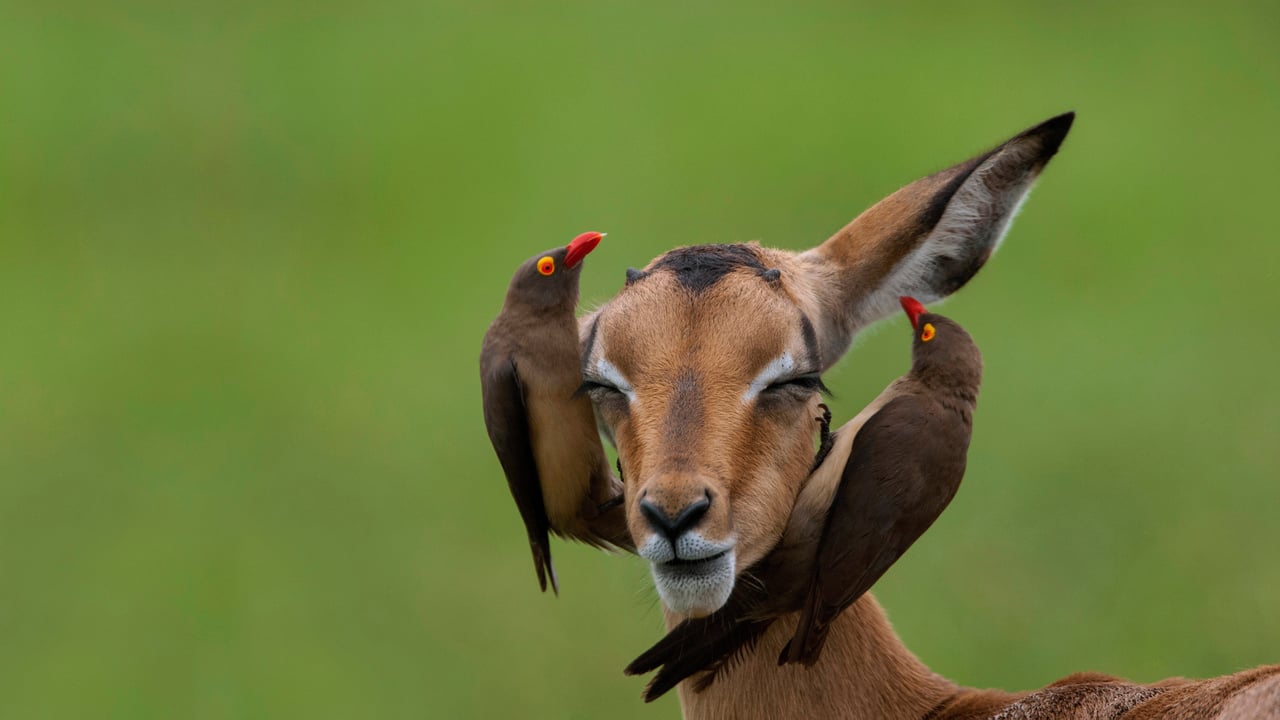 Red-billed oxpeckers on an impala in Mpumalanga, South Africa (© Heini Wehrle/Minden Pictures) desktop wallpaper