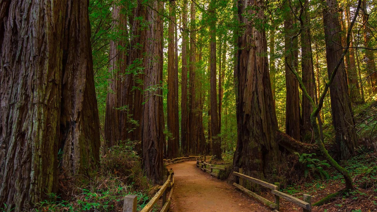 Muir Woods National Monument near San Francisco, California (© Mia2you/Shutterstock) desktop wallpaper