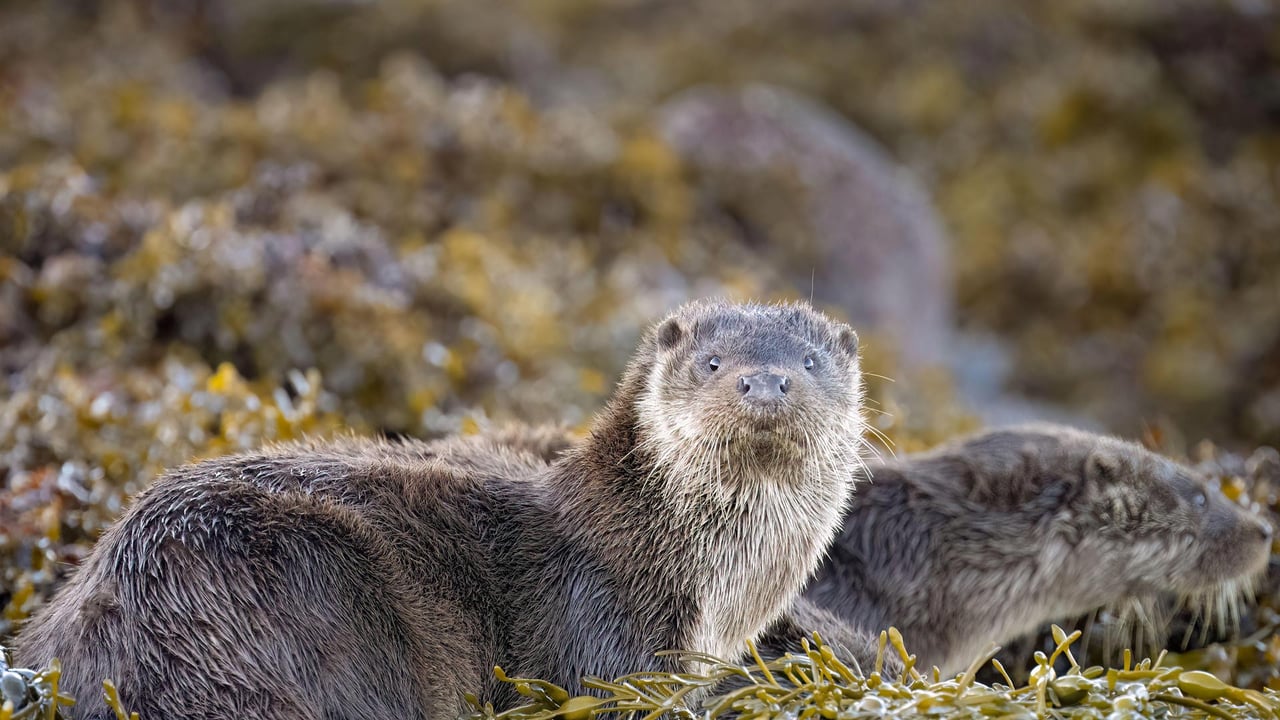 Eurasian otters, Loch Spelve, Isle of Mull, Scotland (© Neil Henderson/Alamy) desktop wallpaper