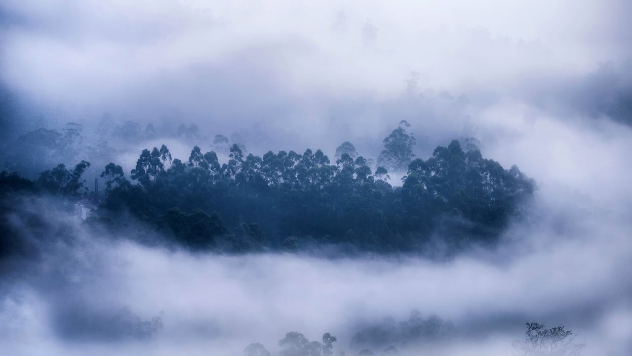 Mist surrounding a forest in Munnar, Kerala (© Ahammed Riswan/EyeEm/Getty Images) desktop wallpaper