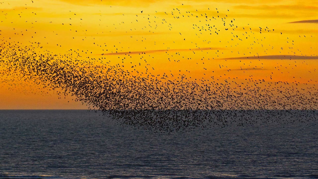 Starlings at sunset in Blackpool, England (© Mediaworld Images/Alamy) desktop wallpaper