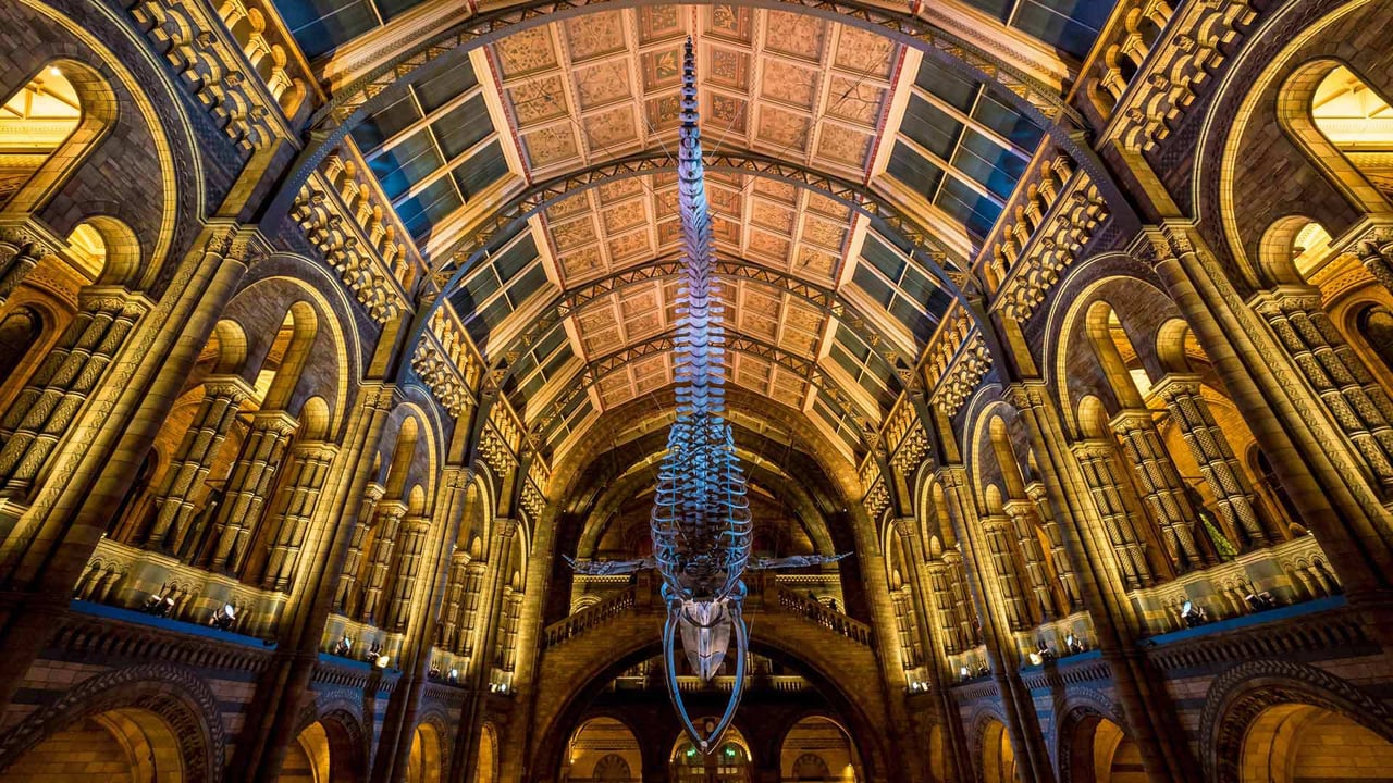 Blue whale skeleton in the Natural History Museum, London, England (© Bailey-Cooper Photography/Alamy) desktop wallpaper