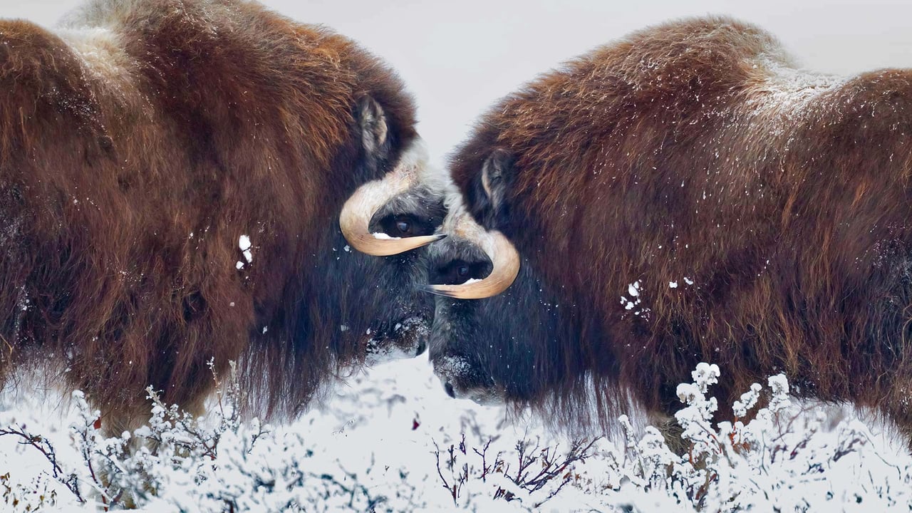 阿拉斯加普拉德霍湾附近的雄性麝牛 (© Oliver Smart/Alamy) desktop wallpaper