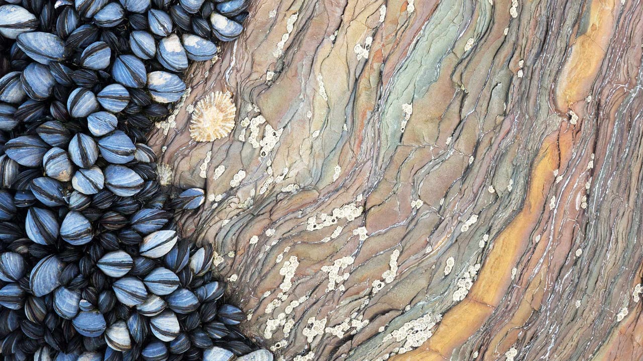 Colony of Common Mussels (Mytilus edulis) growing on striated rock formation exposed at low tide. Cornwall, England. (© Alex Hyde/Minden Pictures) desktop wallpaper