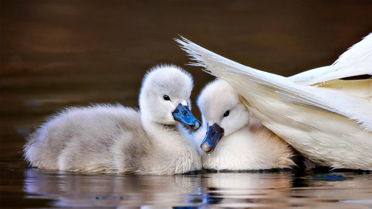 Two mute swan chicks shelter under mom's tail feathers at Massapequa Preserve, Long Island, New York (© Vicki Jauron/Getty Images) desktop wallpaper