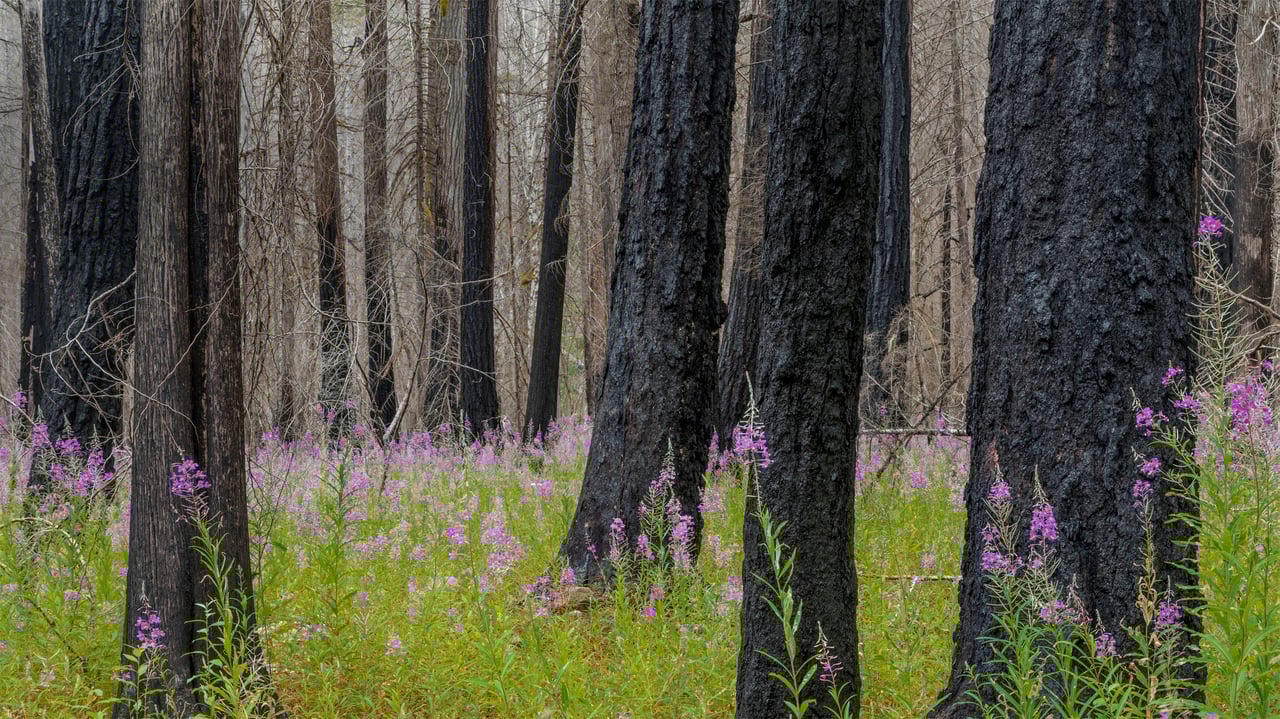 Fireweed in North Cascades National Park in Washington state (© Danita Delimont/Getty Images) desktop wallpaper