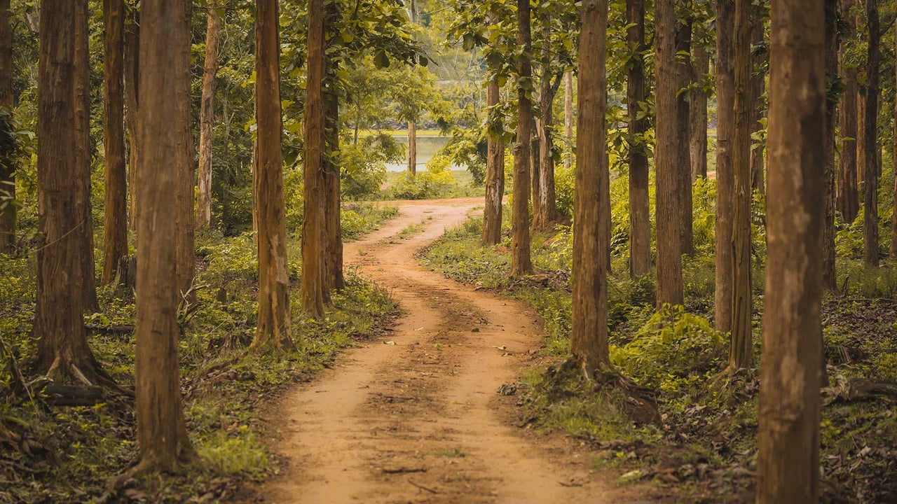 Nagarhole National Park, Karnataka, India (© Vivek BR/Shutterstock) desktop wallpaper