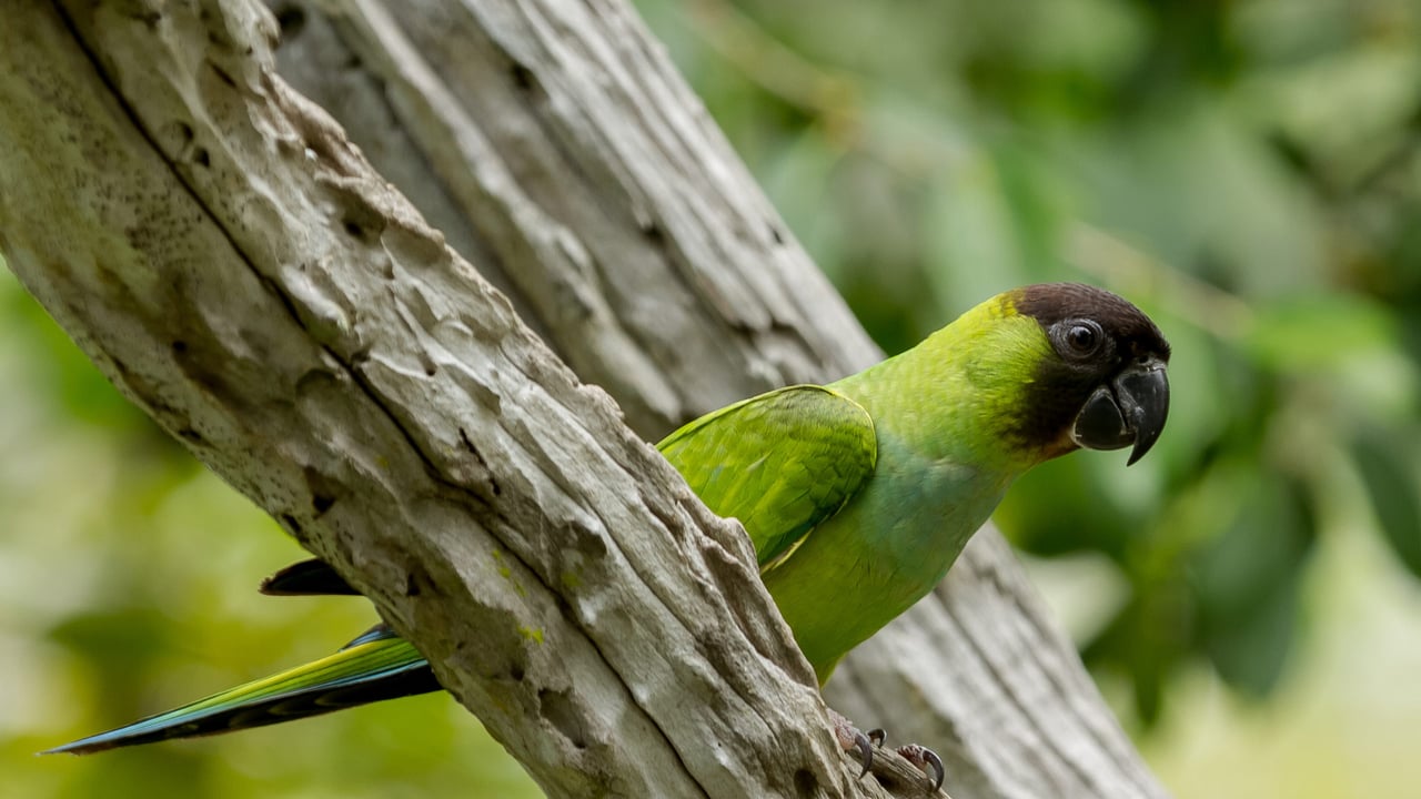 Nanday, família dos periquitos, Pantanal (© Pedro Hélder da Costa Pinheiro/Getty Images) desktop wallpaper