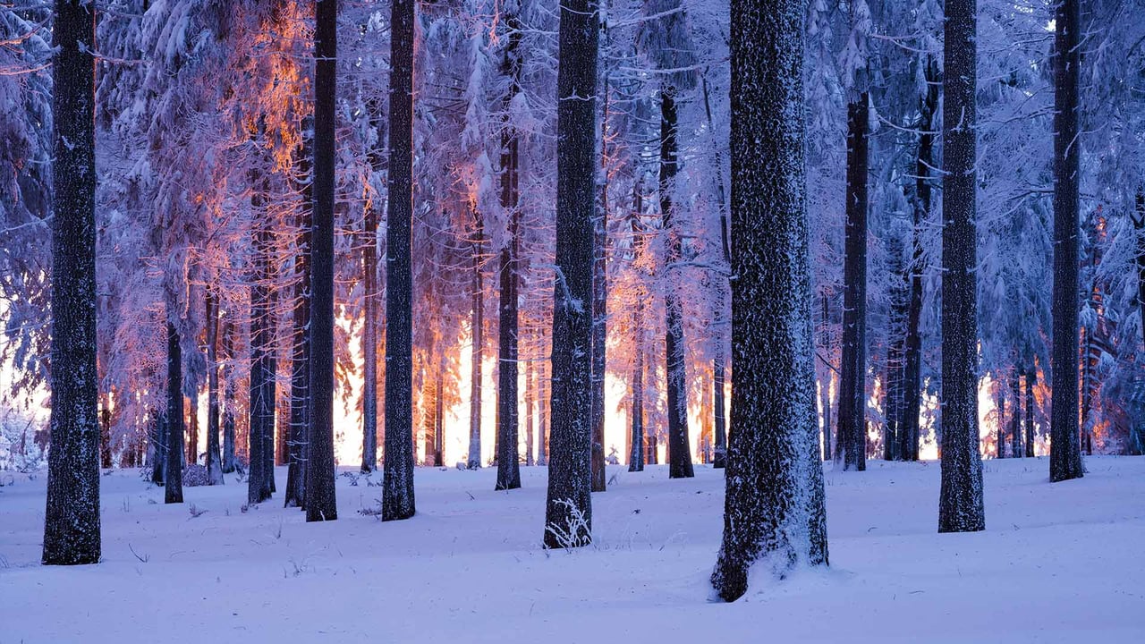 Snowy Norway spruce forest at sunset, Thuringia, Germany (© Frank Sommariva/ImageBROKER/Offset by Shutterstock) desktop wallpaper