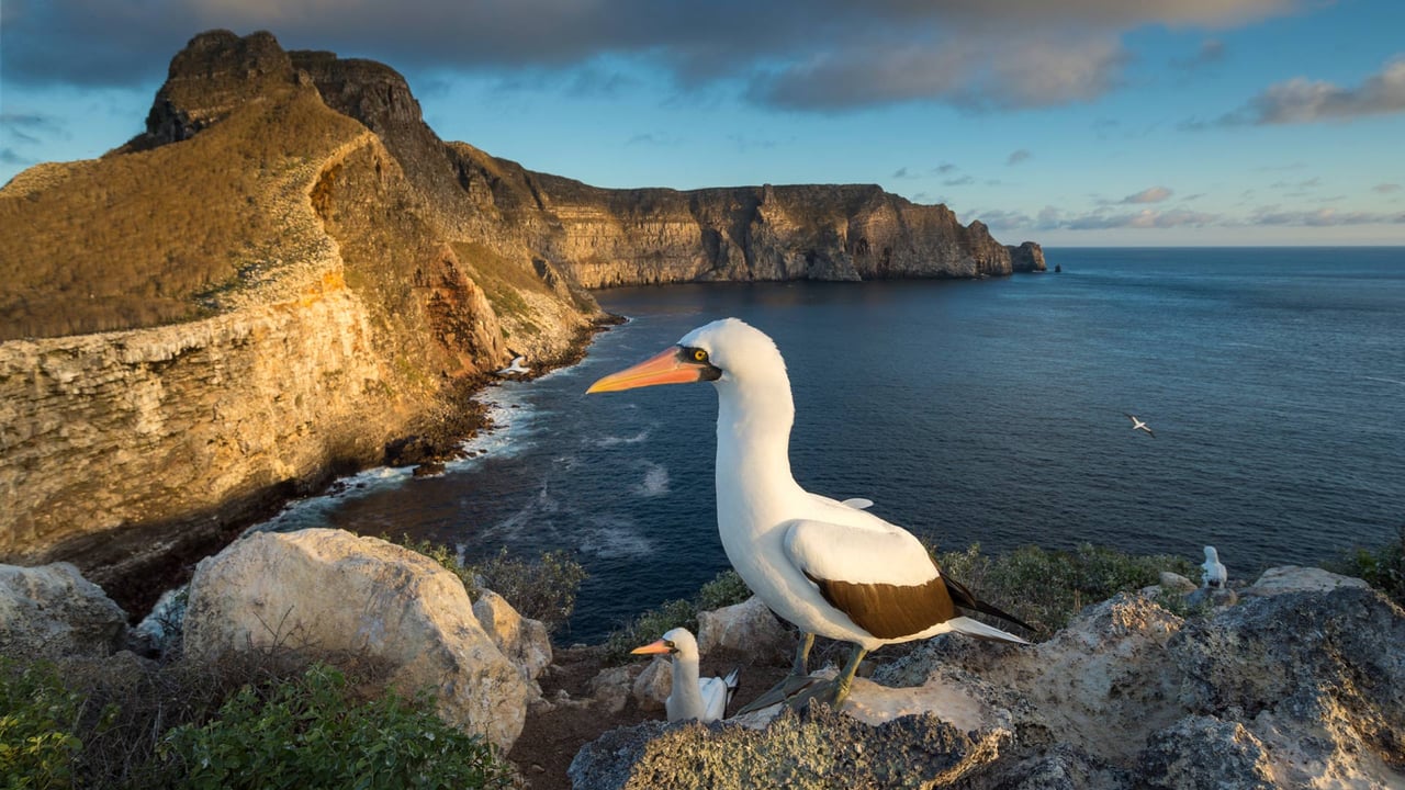 Nazca boobies, Wolf Island, Galápagos Islands, Ecuador (© Tui De Roy/Minden Pictures) desktop wallpaper