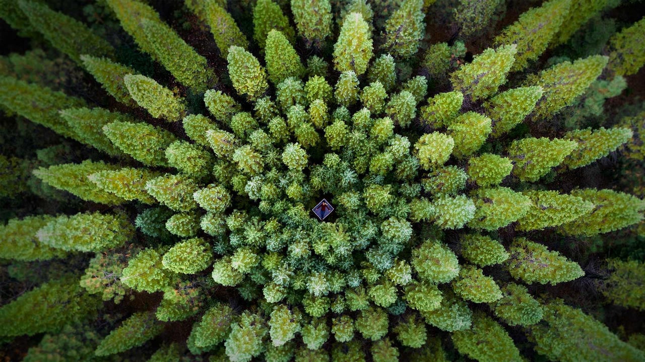 For Earth Month, a symmetrical forest known as a Nelder plot (© Rachid Dahnoun/Tandem Stills + Motion) desktop wallpaper