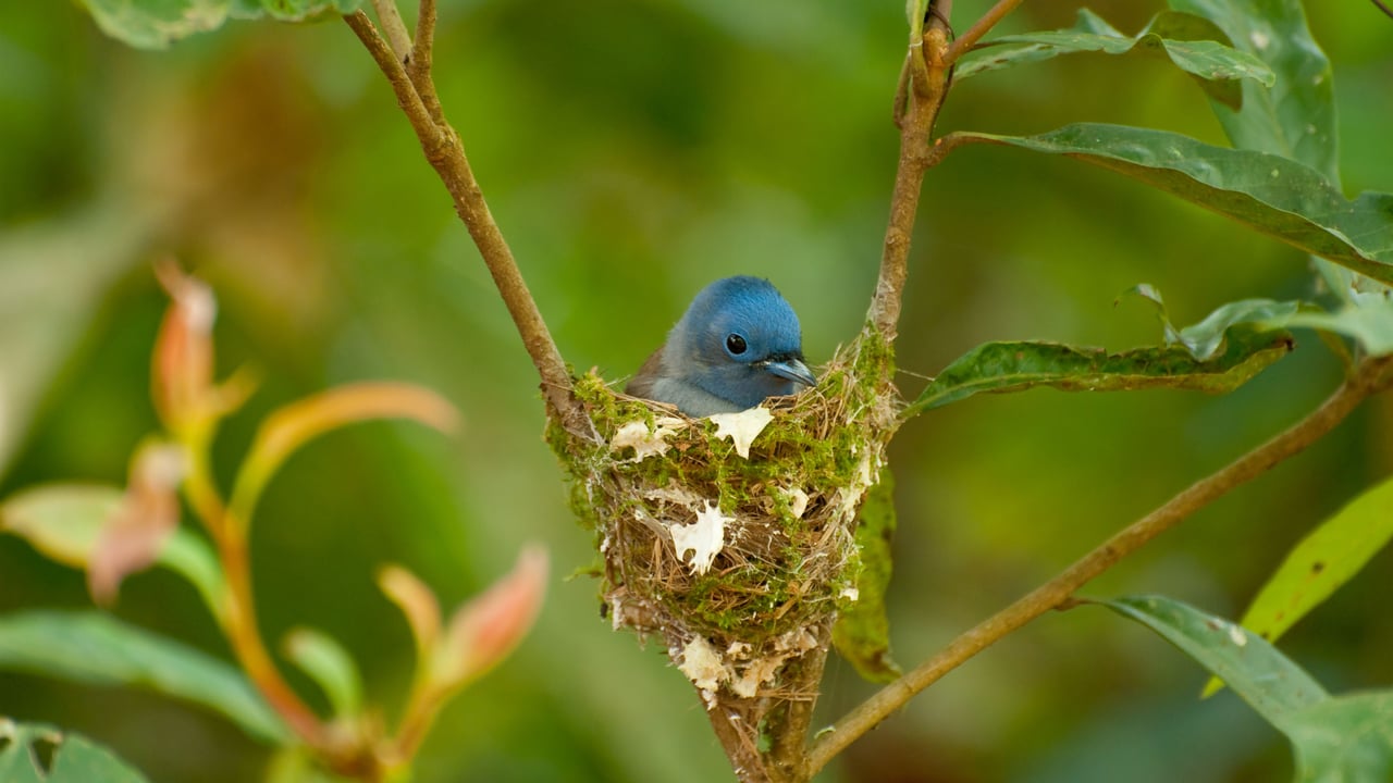 Female black-naped monarch nesting (© komkrit tonusin/Alamy) desktop wallpaper