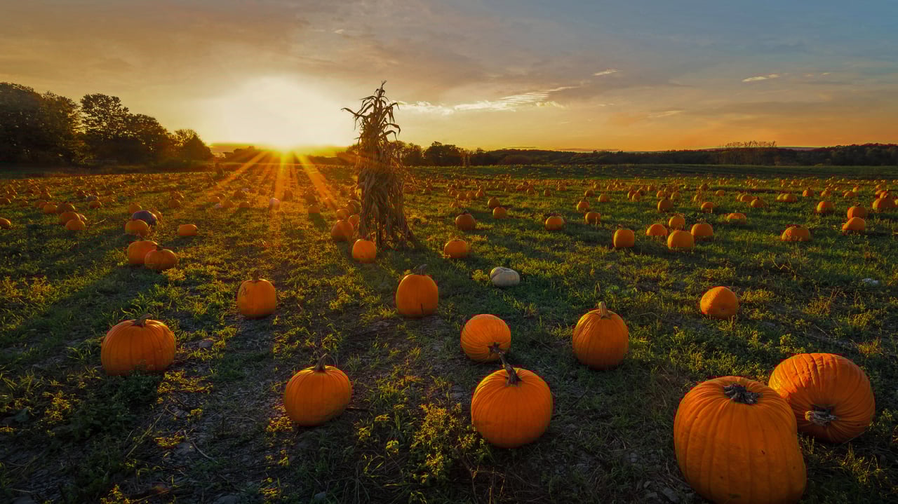 A pumpkin patch in Newton, Massachusetts (© Frank Debonis/EyeEm/Alamy) desktop wallpaper