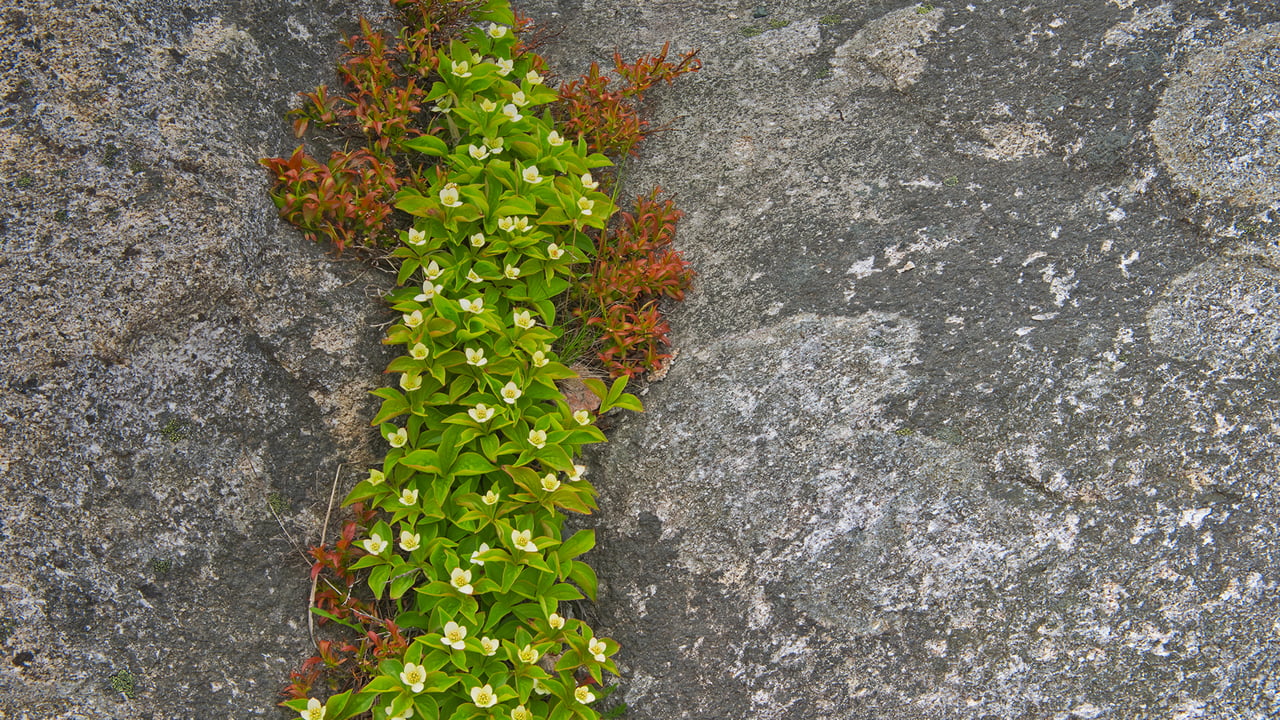 A close-up of bunchberry in Rose Blanche, Newfoundland (© Mike Grandmaison/Jaynes Gallery/DanitaDelimont.com) desktop wallpaper