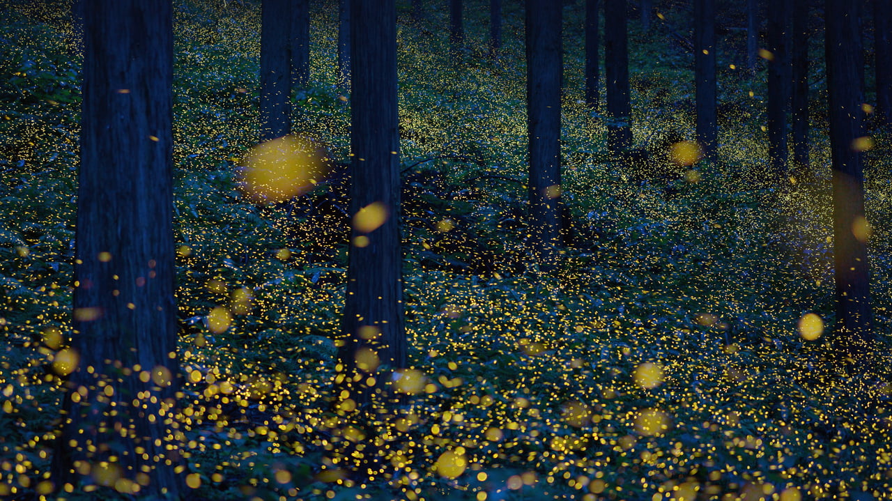Fireflies in Nichinan, Tottori, Japan (© north-tail/Getty Images Plus) desktop wallpaper