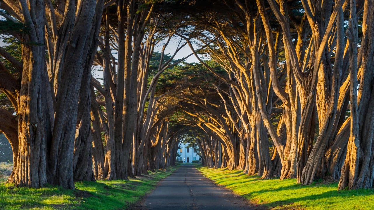The cypress tunnel at Point Reyes National Seashore in California (© Rachid Dahnoun/Tandem Stills + Motion) desktop wallpaper