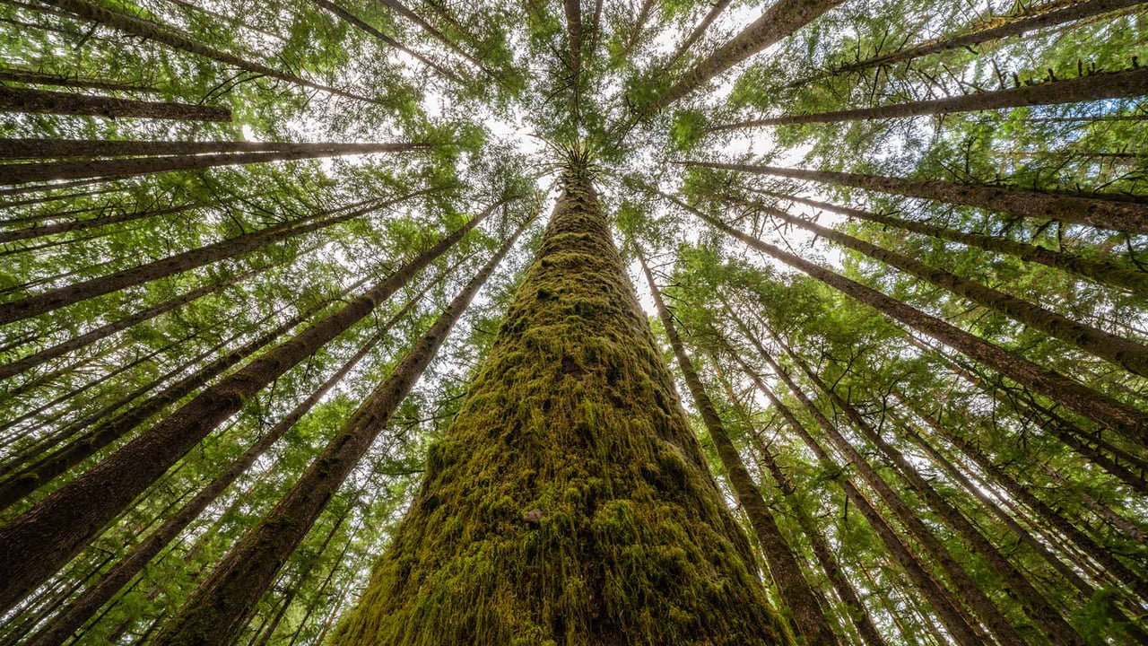 Moss-covered trees and ferns in a rainforest along Nile Creek, near Campbell River, B.C. (© Robert Postma/Plainpicture) desktop wallpaper