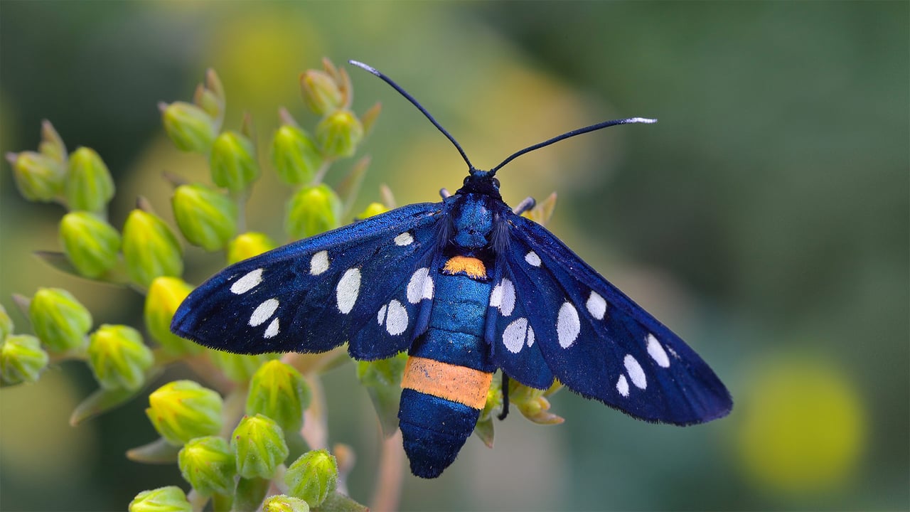 Nine-spotted moth in Switzerland (© Thomas Marent/Minden Pictures) desktop wallpaper