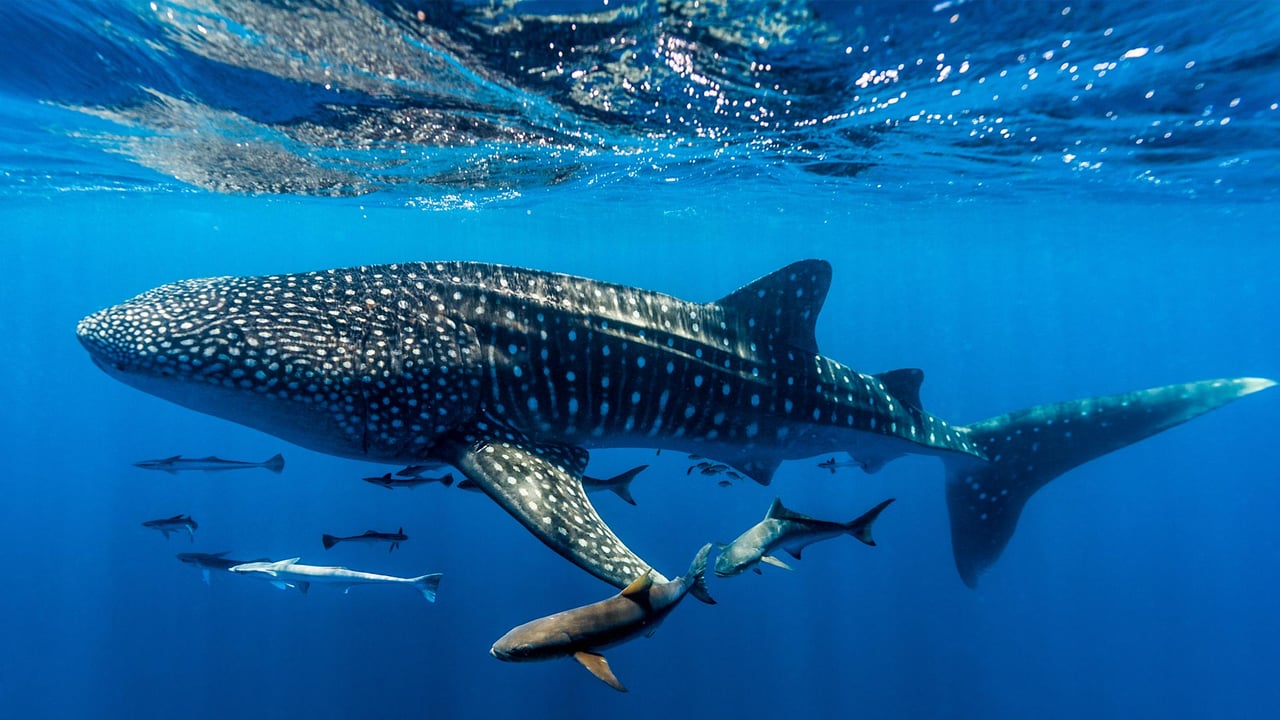 Whale shark, Ningaloo Reef, Western Australia (© Jason Edwards/Getty Images) desktop wallpaper