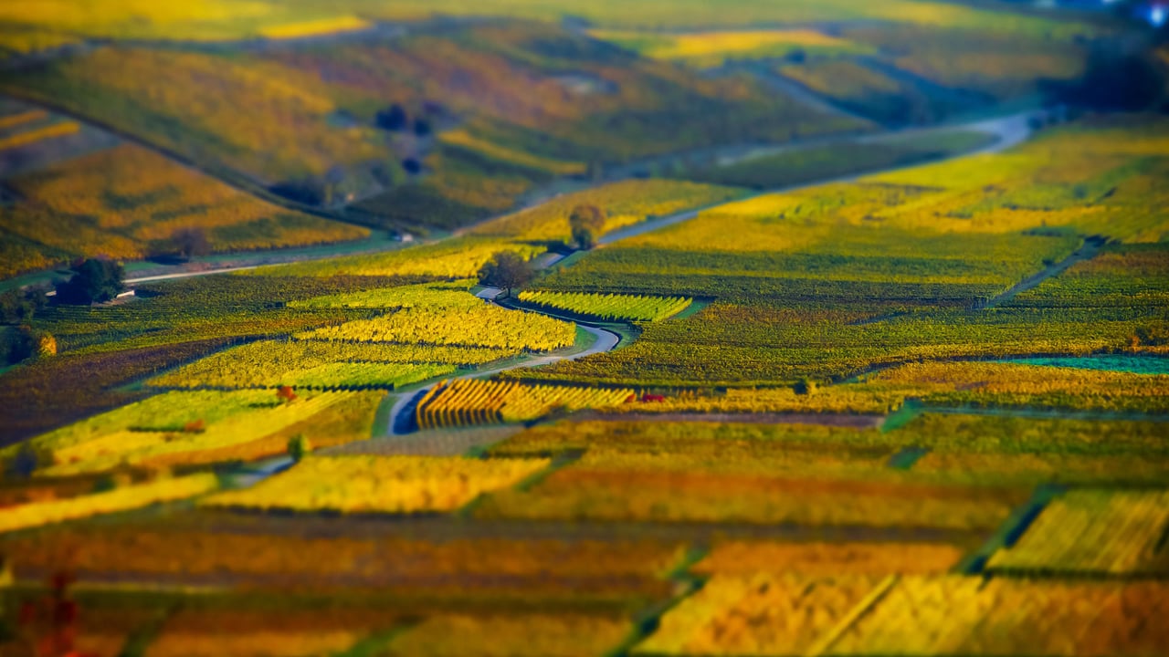 Vue aérienne de champs géométriques de raisin, vignoble en Alsace (© Alexander Sorokopud/Alamy Stock Photo) desktop wallpaper