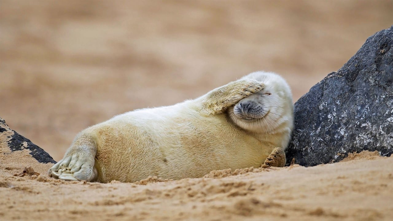 Gray seal pup resting on a beach in Blakeney National Nature Reserve, England (© Kevin Sawford/Getty Images) desktop wallpaper