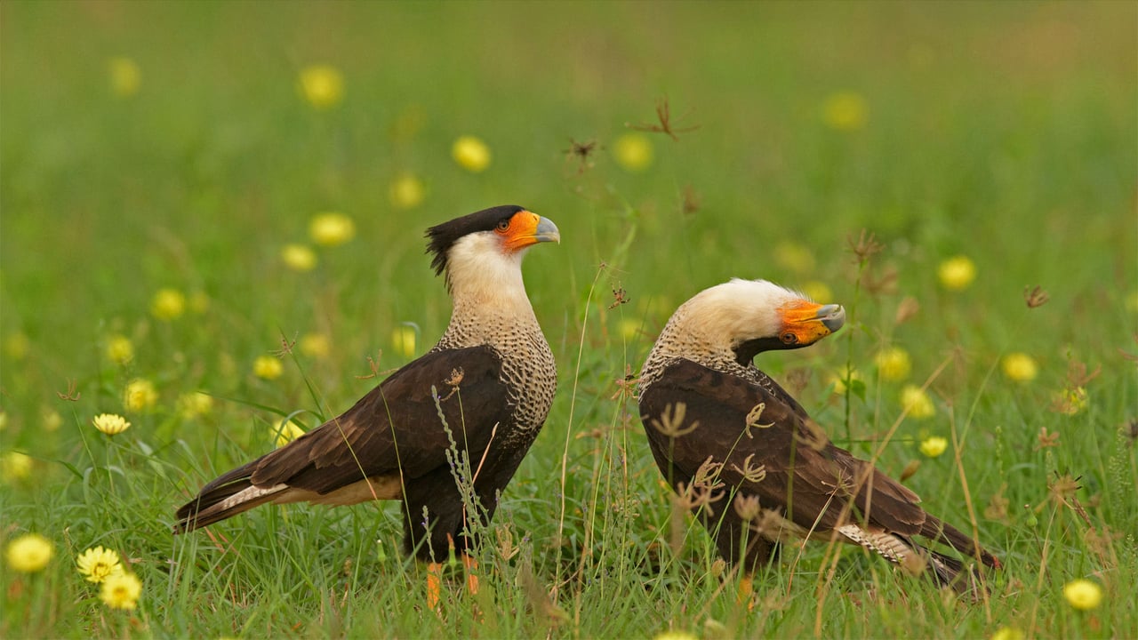Crested caracara birds courting in Texas (© Alan Murphy/Minden Pictures) desktop wallpaper